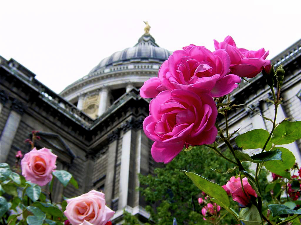 Pink roses and dome at St. Paul%27s